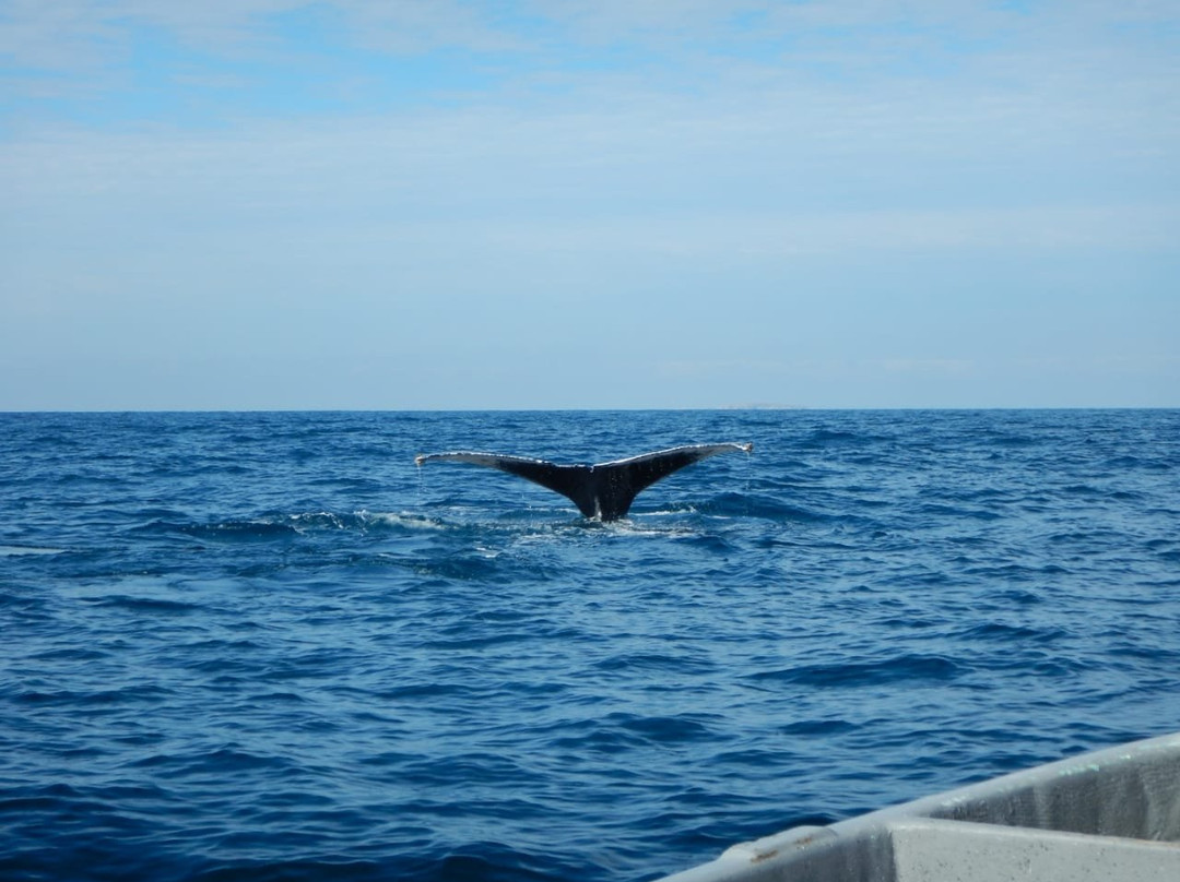 Eco Explorer Whale Watching景点图片