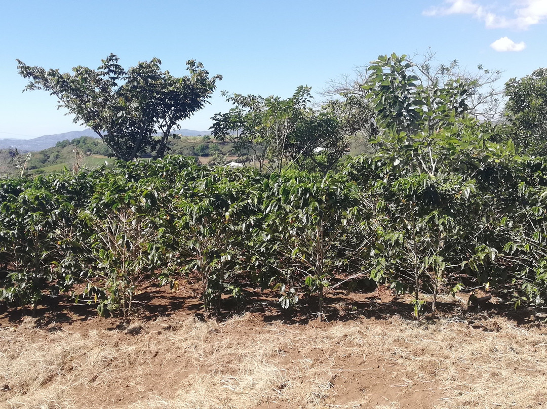 B&B Garden Grecia主图