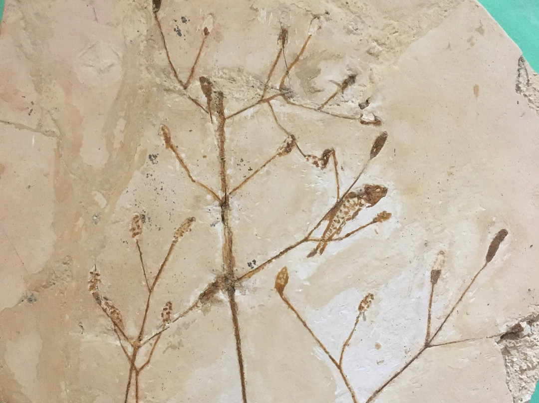 Geopark Araripe-Crato必去景点