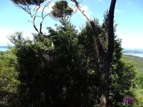 Opua Forest Lookout Track-派希亚必去景点