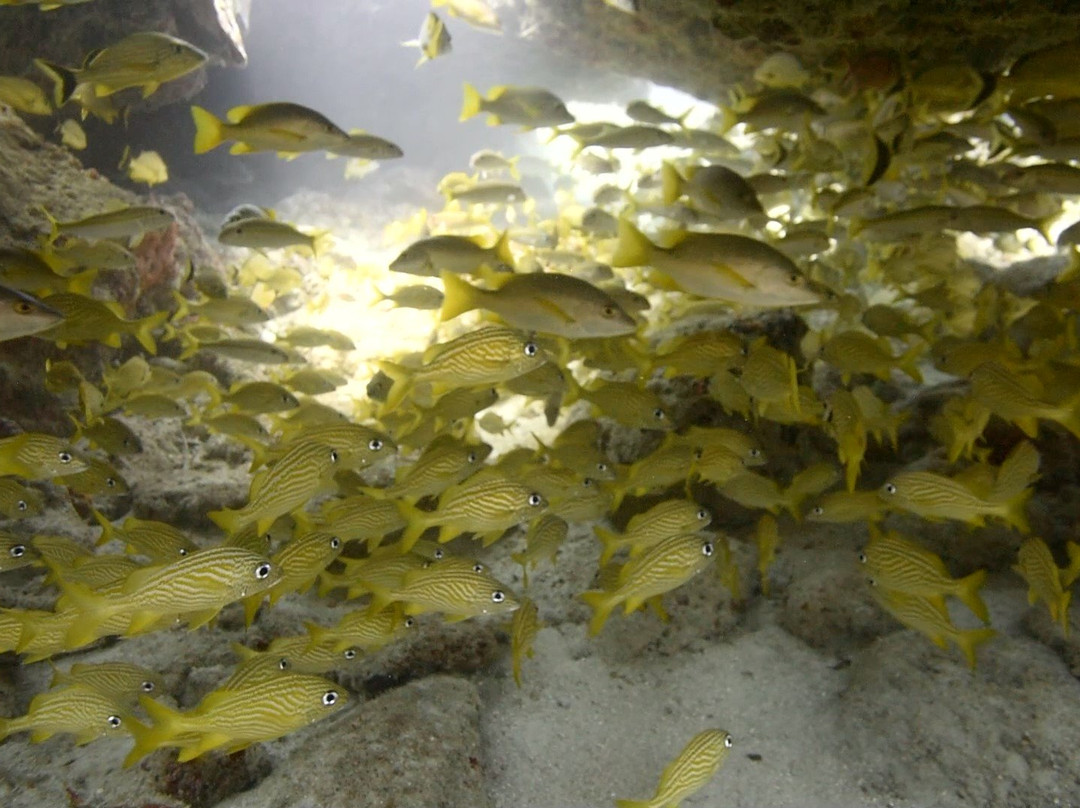 Barracuda Scuba Diving Center景点图片