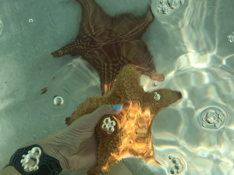 Robert Soto's Watersports-乔治城必去景点