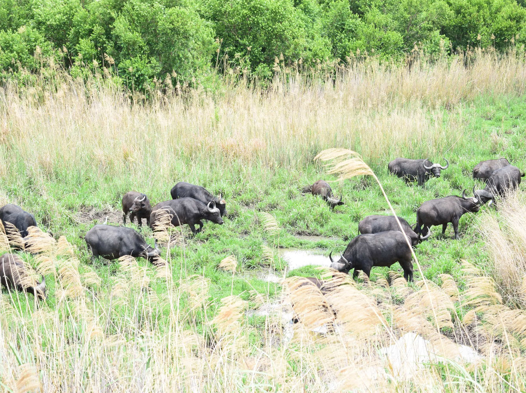 African Tracks Safaris-比勒陀利亚必去景点