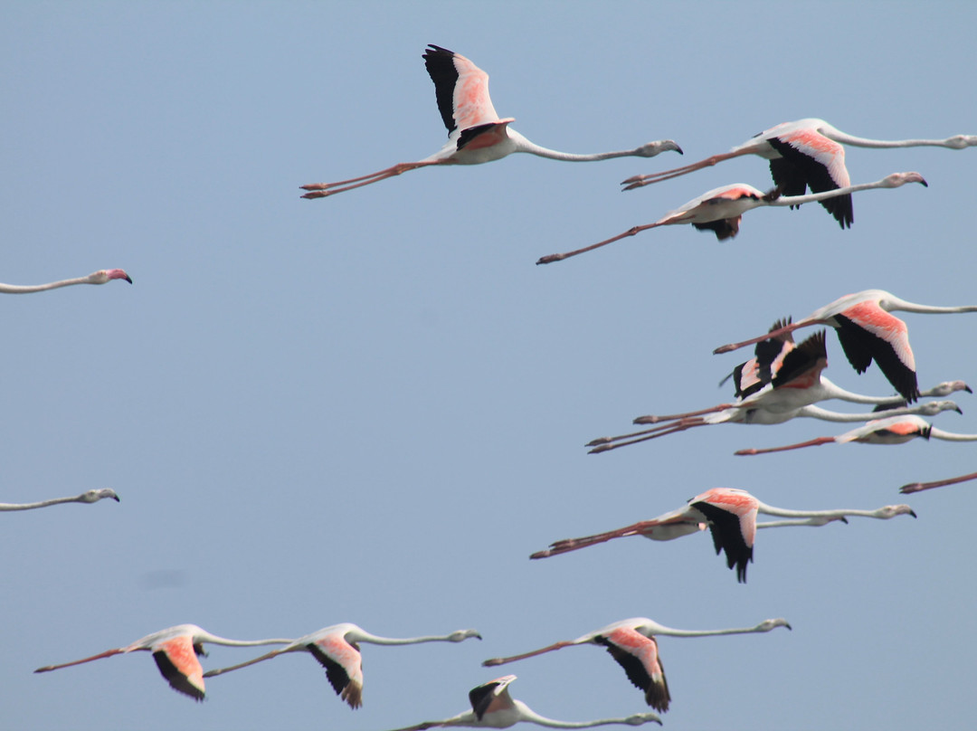 Pulicat Lake景点图片