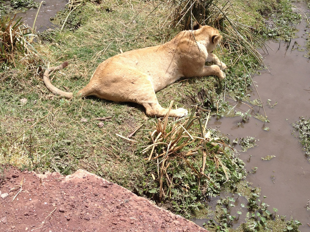 Paragon Safaris Club-阿鲁沙必去景点
