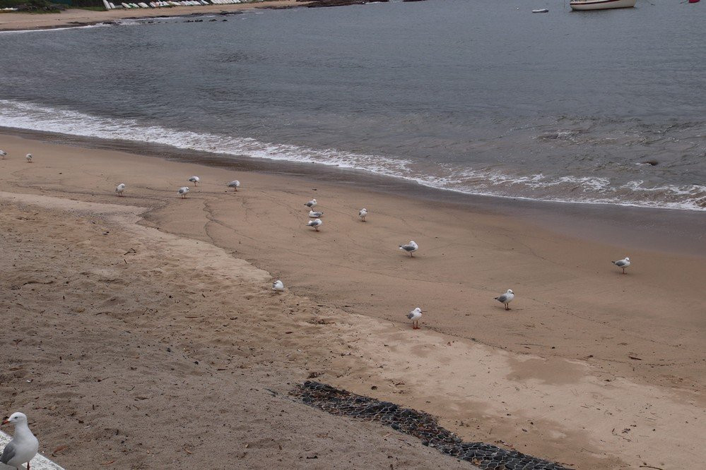 Brighton Beach-卧龙岗市必去景点