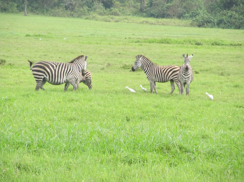 Emandy Adventures-阿鲁沙必去景点