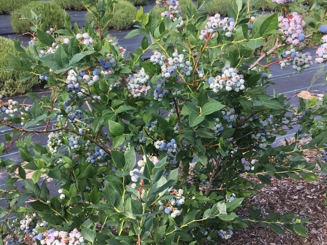 Secret Garden at Brys Estate-特拉弗斯城必去景点
