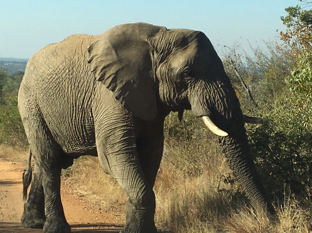 Bhubeza Safaris-匹兰斯堡国家公园必去景点