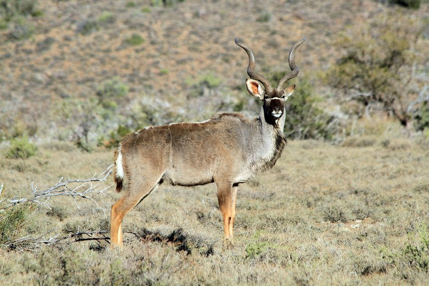 Karoo National Park Unterkunfte主图