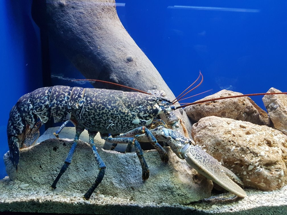 Adriatic aquarium Baška-Baska必去景点