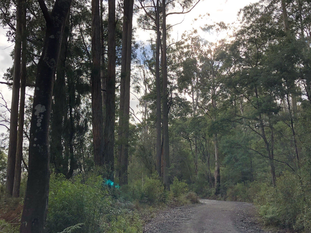 Warrawee Forest Reserve-Latrobe必去景点