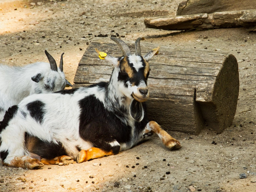 Wildpark Rheingönheim景点图片