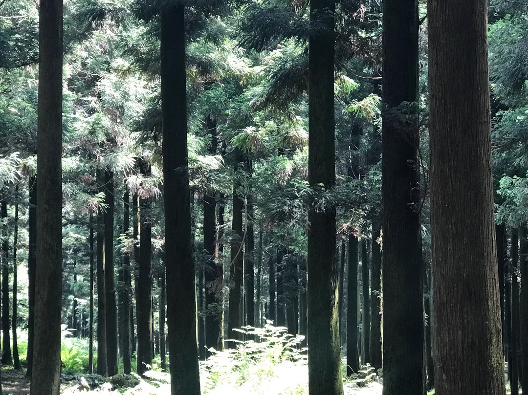 济州寺水自然休养林 景点图片
