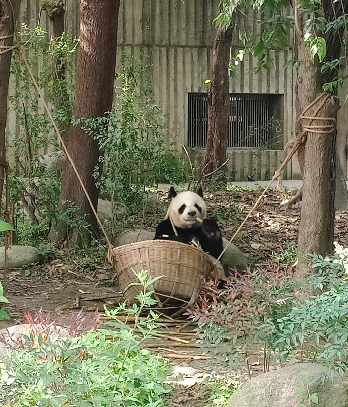 Hold Panda-成都必去景点