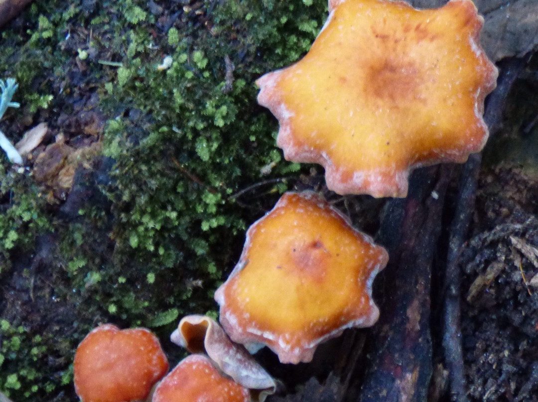 Mount Misery Walk-Huonville必去景点