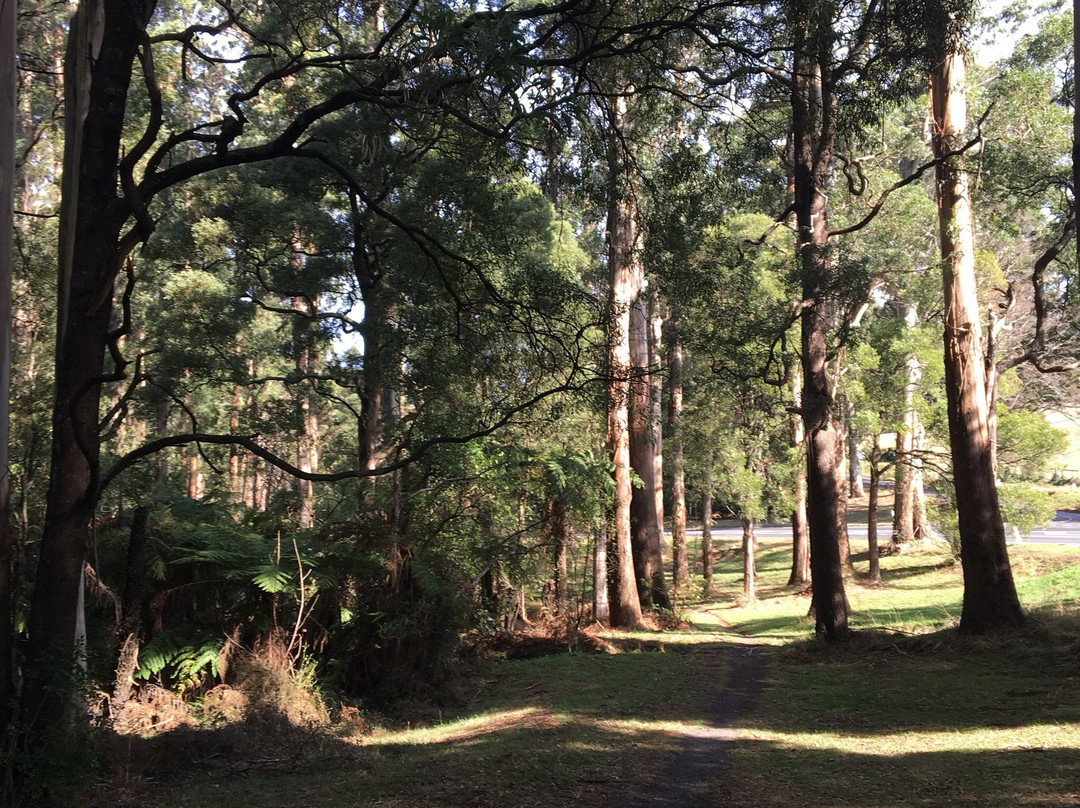 Ferny Creek-Sassafras必去景点