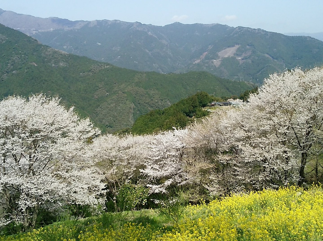 Hyotan Sakura Park景点图片