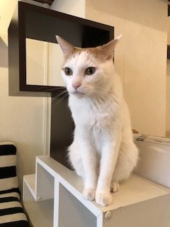 Cat Cafe Nyafe Melange-Ebisu必去景点