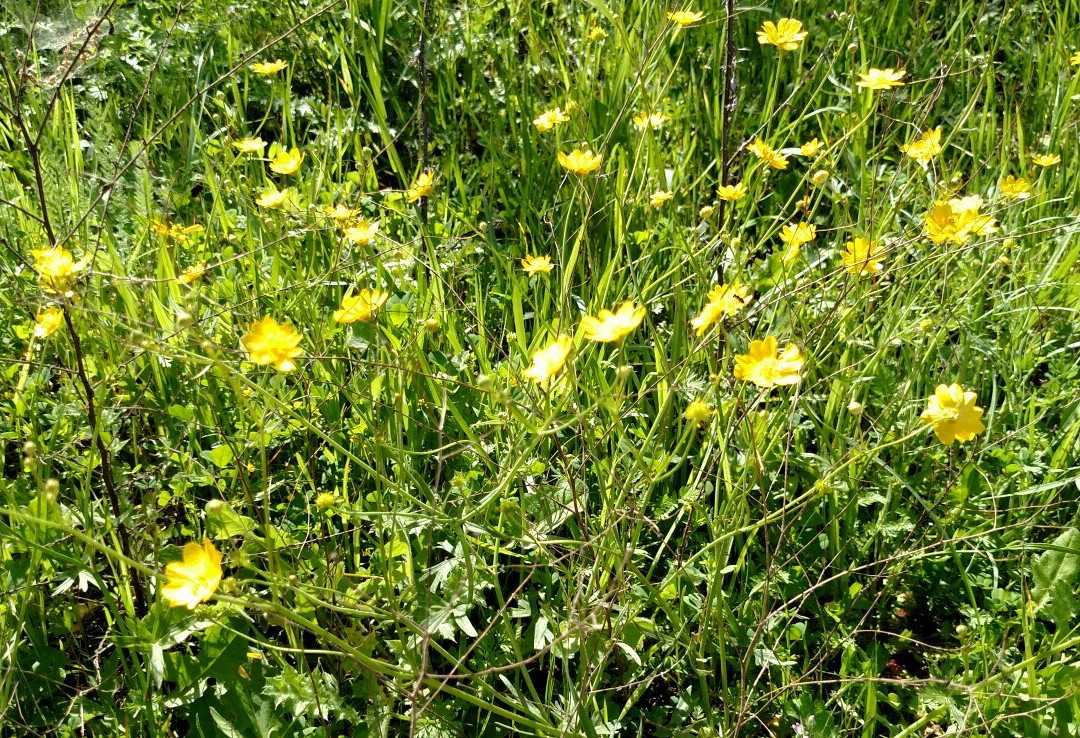 Coyote Valley Open Space Preserve-摩根希尔必去景点