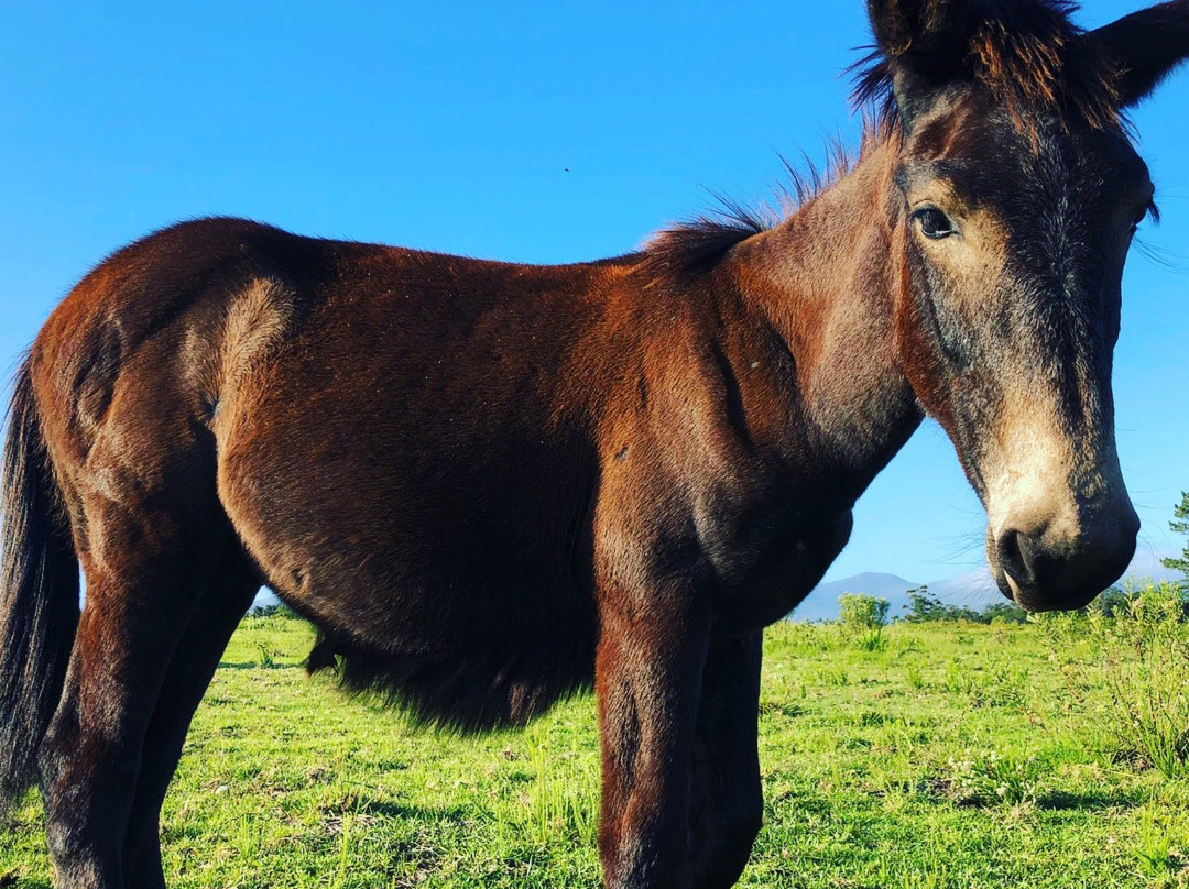 Kurland Park Horse Trails景点图片