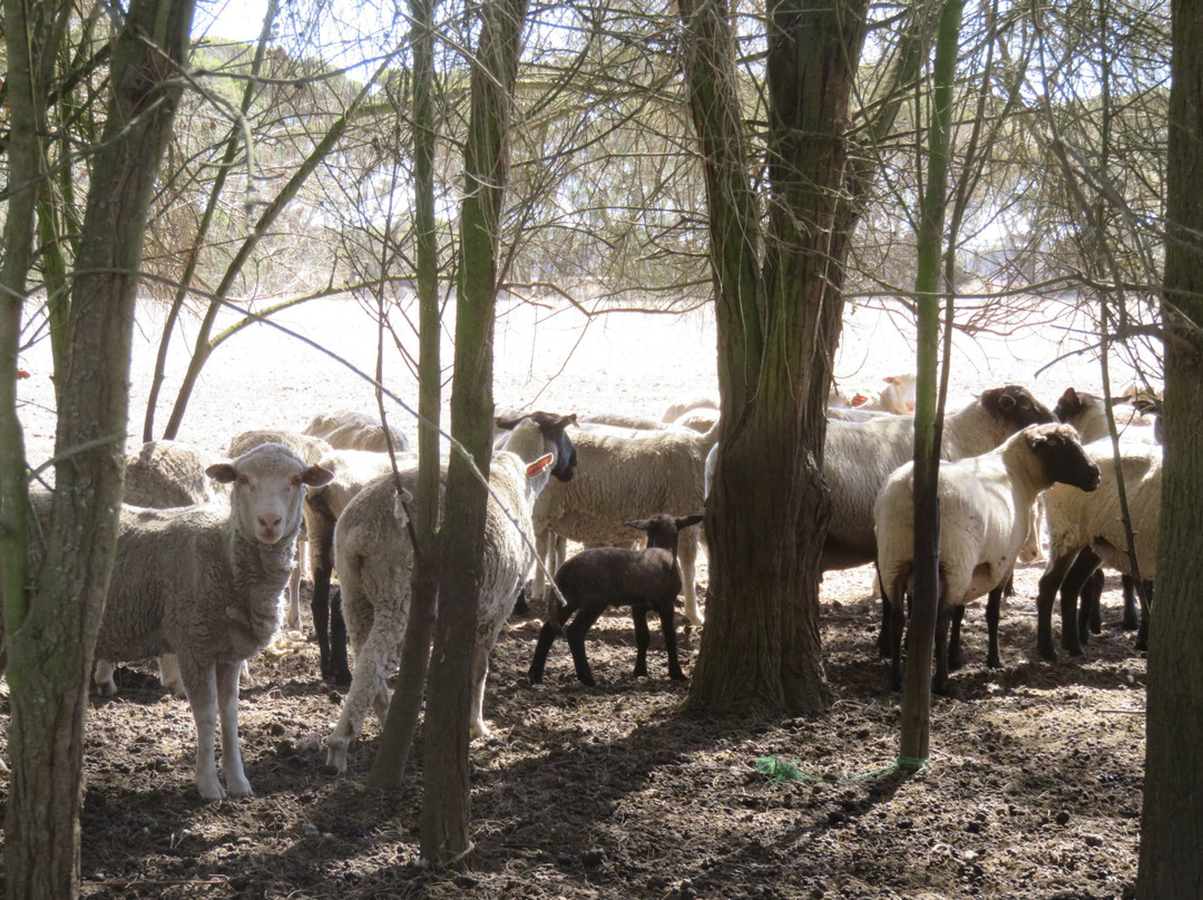 Duck Lagoon-袋鼠岛必去景点