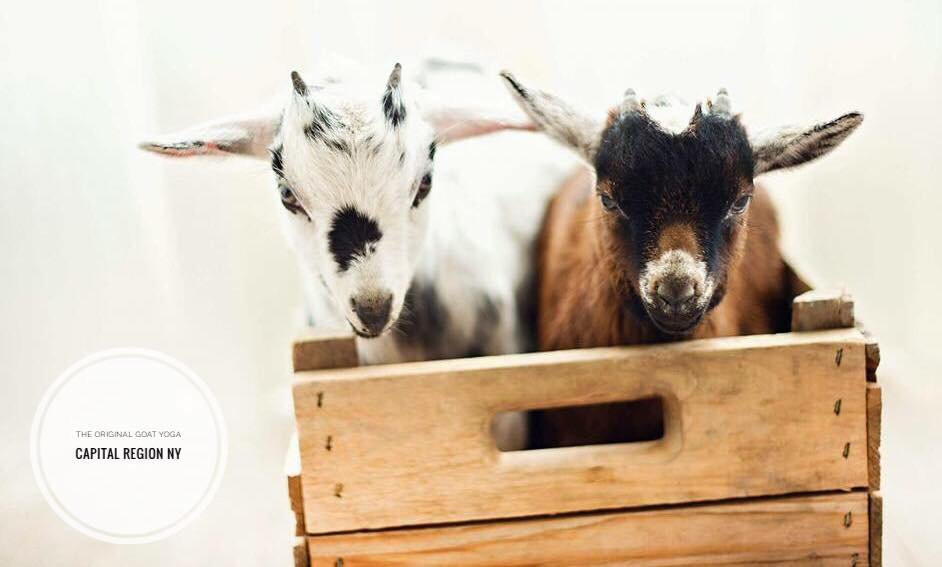 Oringal Goat Yoga-New York景点图片