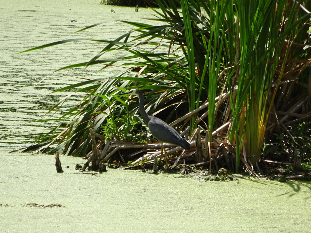 Pekapeka Wetlands景点图片