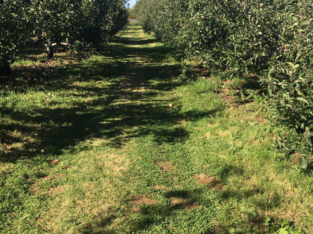 Blackman Homestead Farm景点图片
