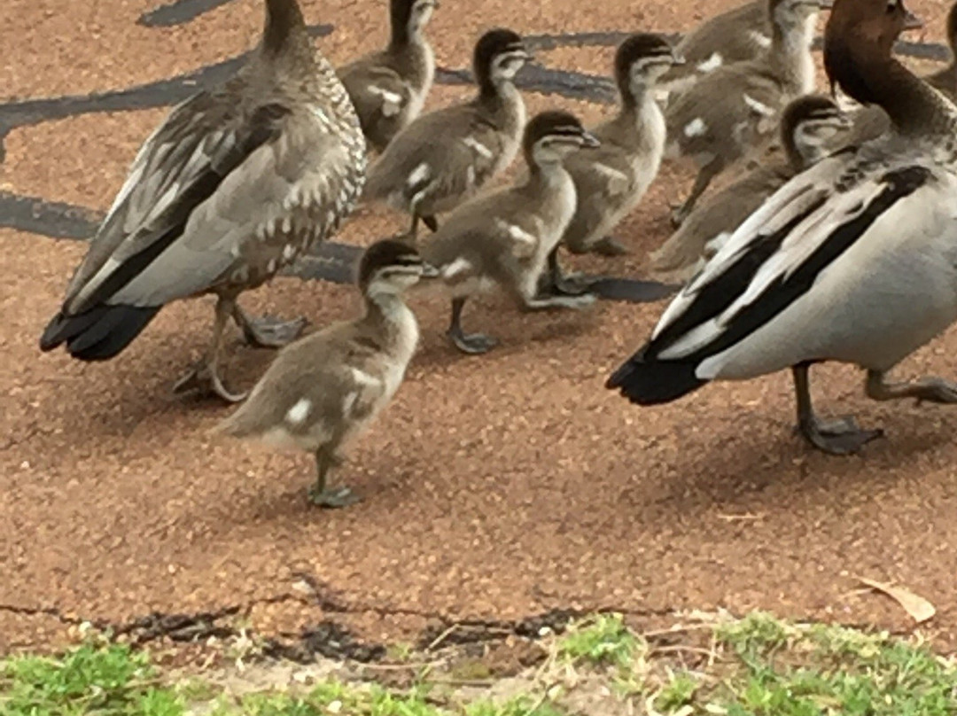 Big Swamp Walk-班伯利必去景点