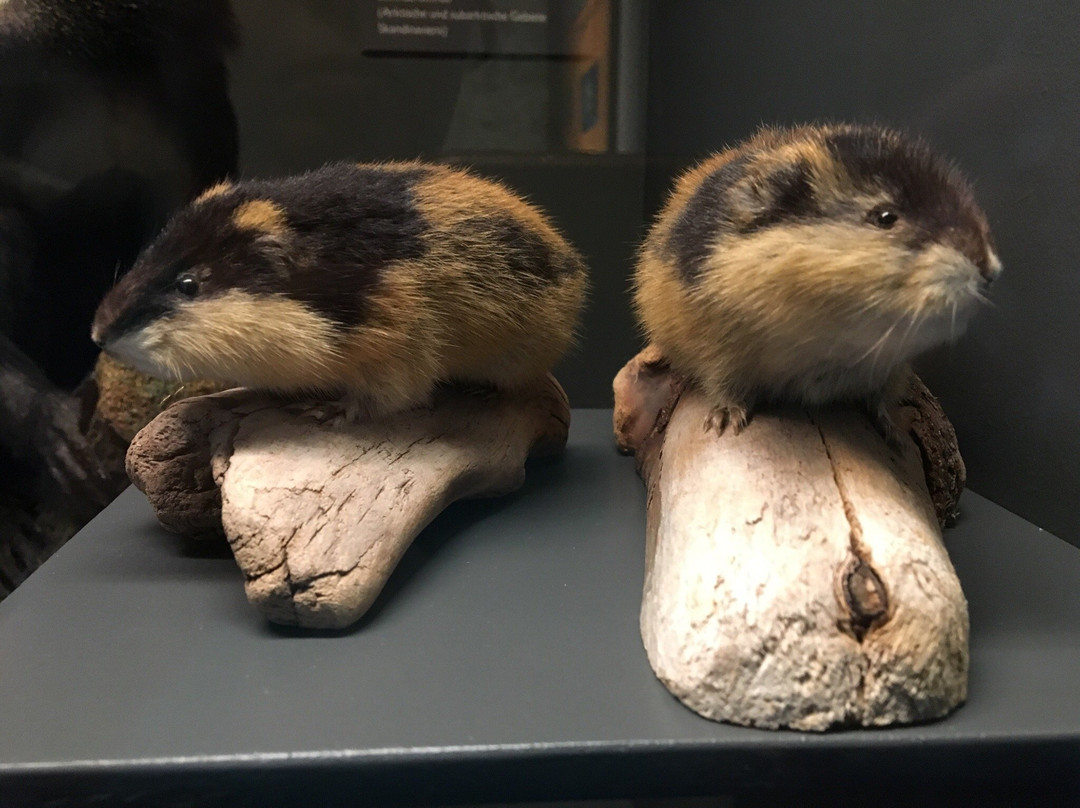 Naturkundemuseum im Ottoneum-卡塞尔行政区必去景点