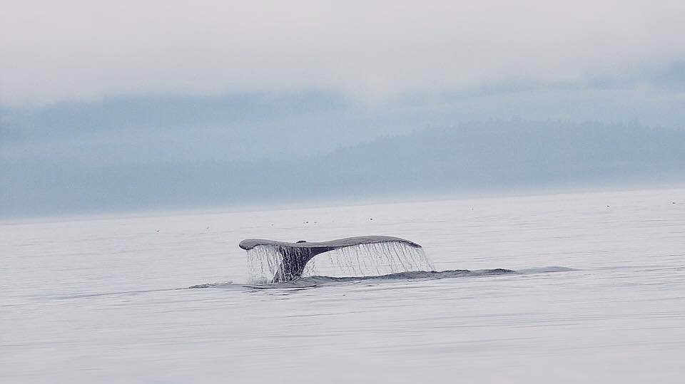 Wild Alaska Charters-古斯塔夫斯必去景点
