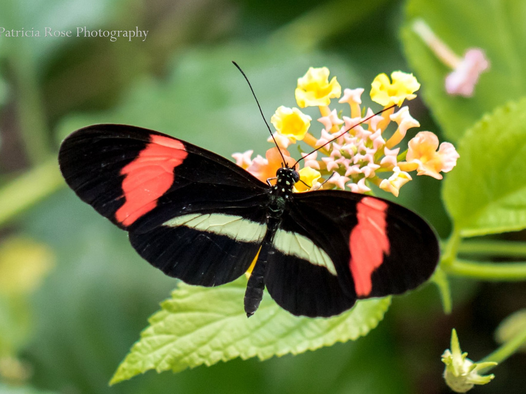 Butterfly World Coombs景点图片