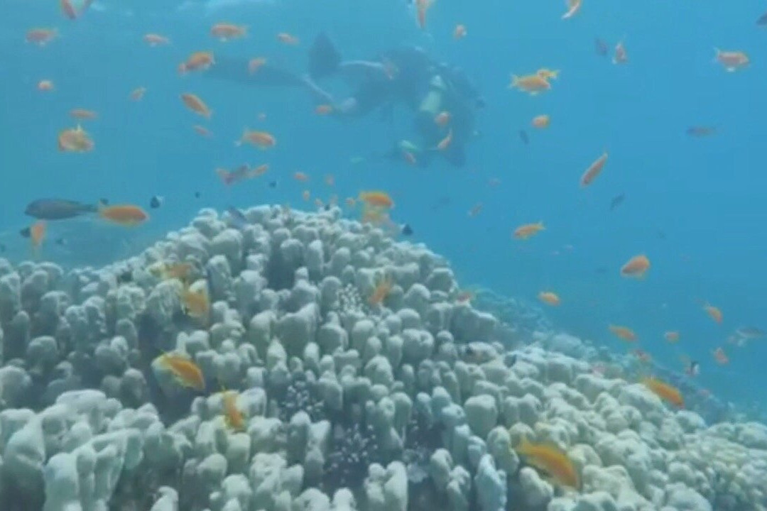 IDive Marsa Alam景点图片