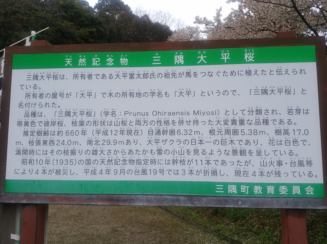 Misumi Obira Zakura-滨田市必去景点
