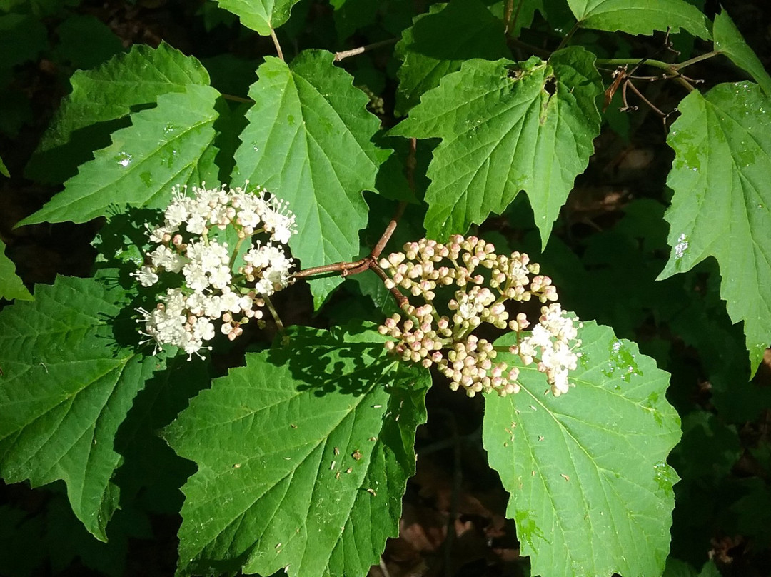 Hemlock Bluffs Nature Preserve景点图片