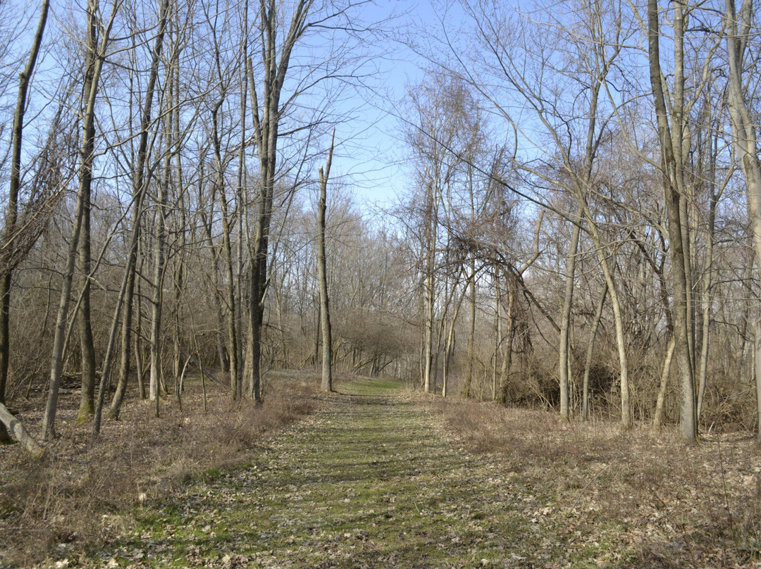 Mt Gilead Ohio State Park景点图片