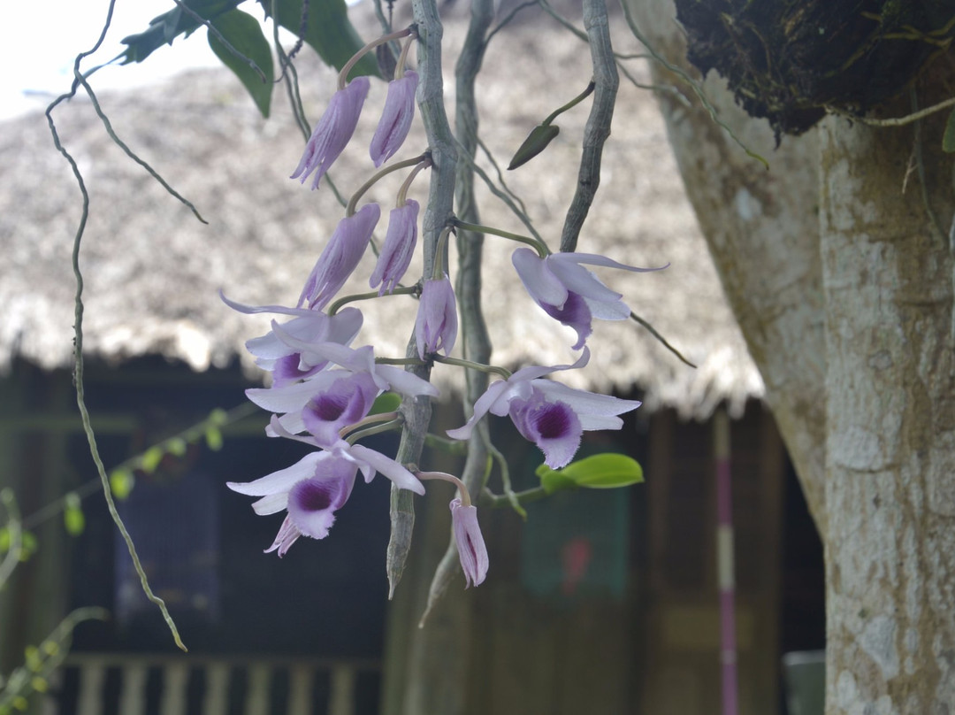 Giang Mo Village-Hoa Binh必去景点