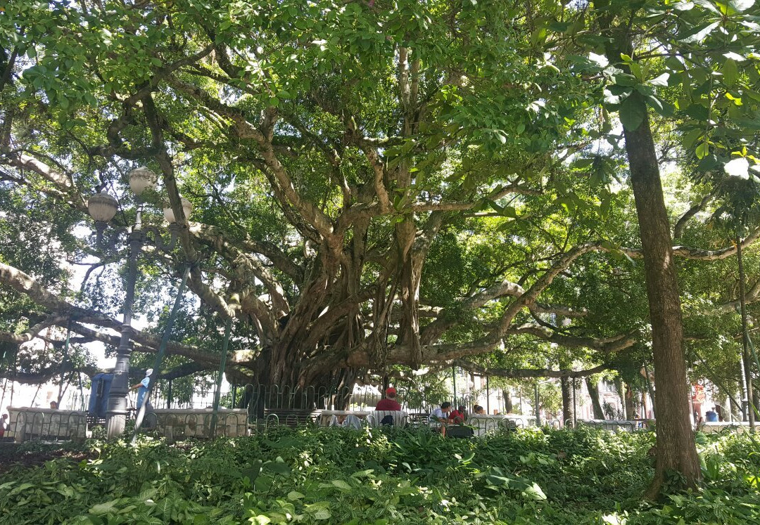 Figueira Centenária景点图片
