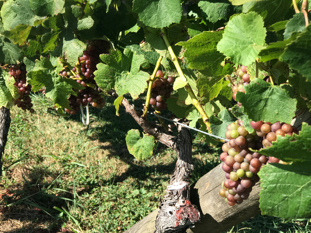 塔卡图葡萄园酒店主图