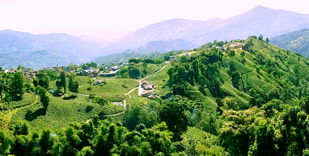 Ilam Tea Garden景点图片