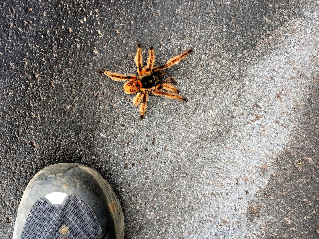 Expediciones Petrohue-巴拉斯港必去景点