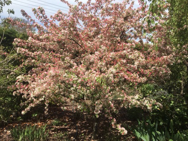 Carrington House主图