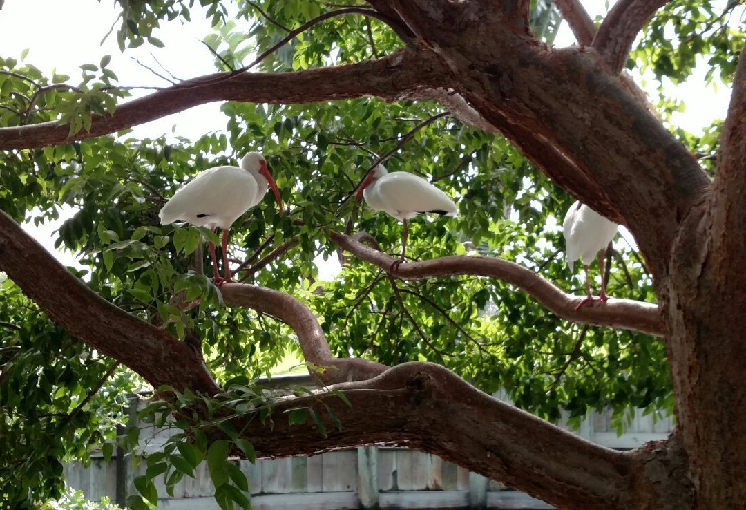 Don Soffer Exercise Trail-阿文图拉必去景点