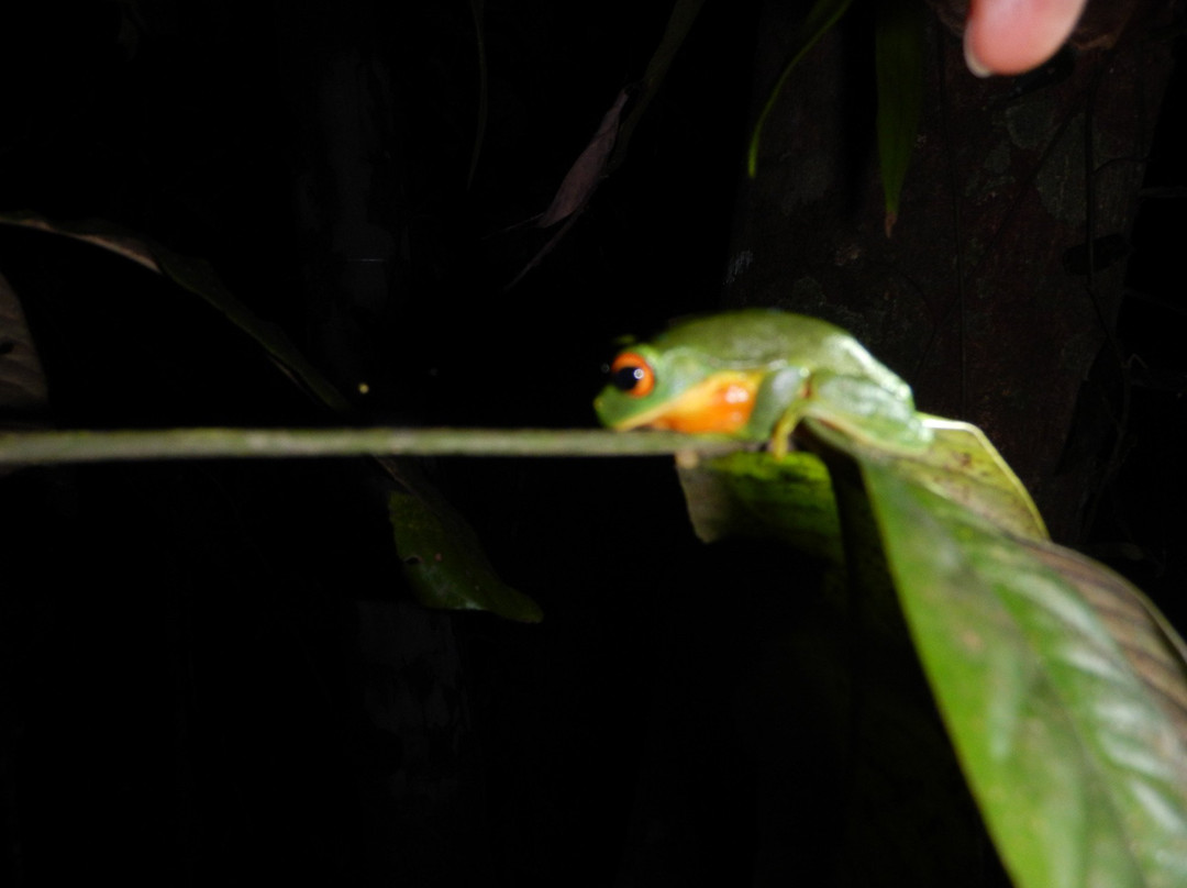 Jungle Adventures Night Walk-Cape Tribulation必去景点