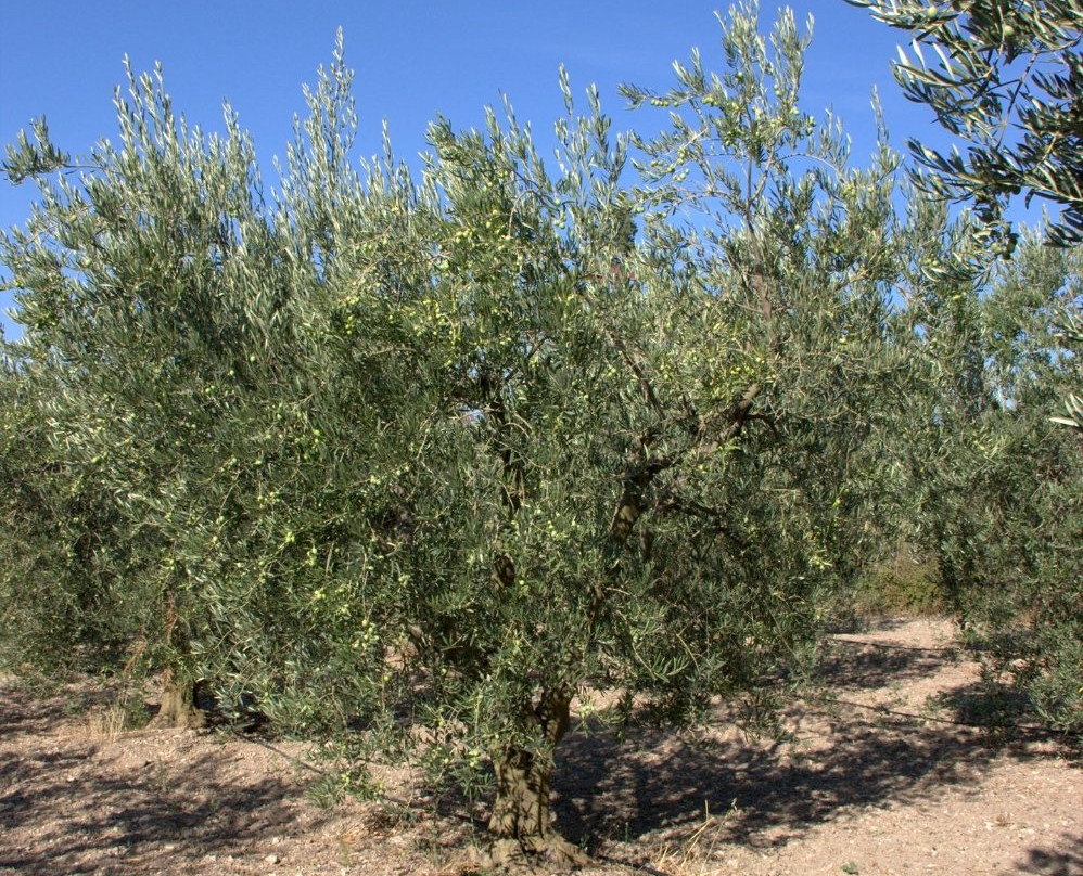 Mas des Barres-Maussane-les-Alpilles必去景点
