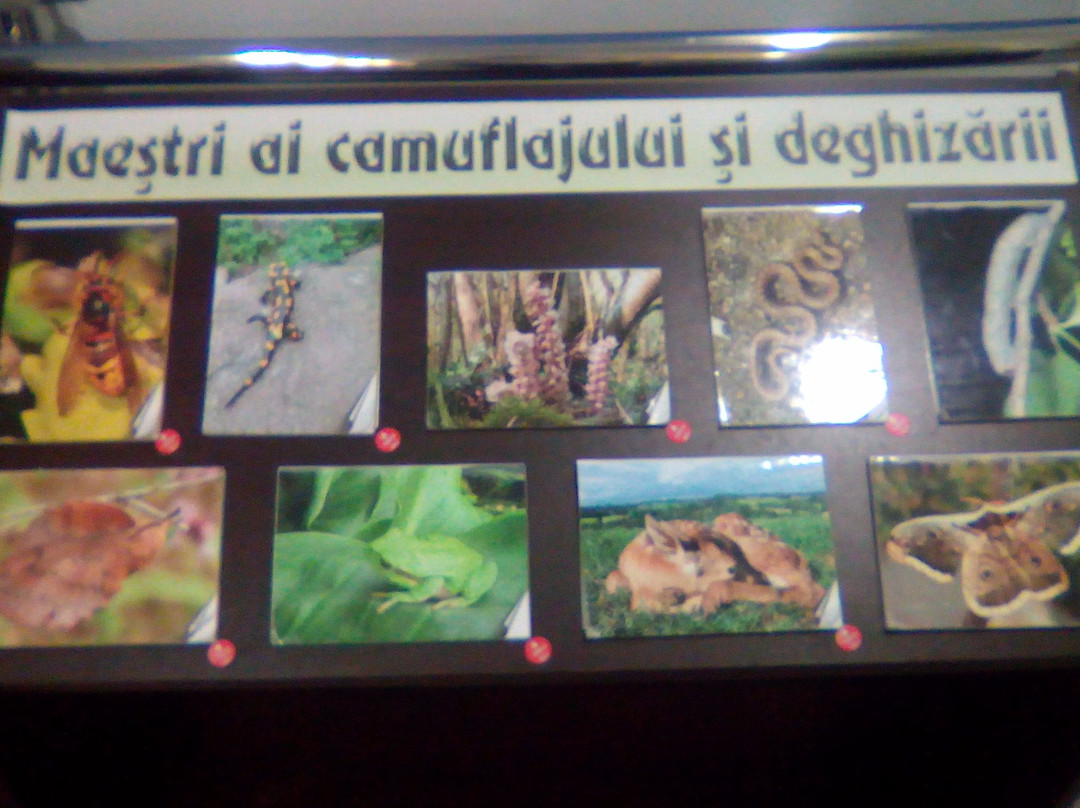 Muzeul De Ştiinţe Naturale景点图片