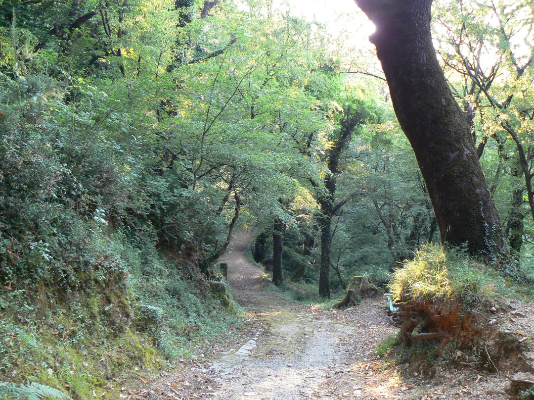 Savinska Dubrava Park景点图片
