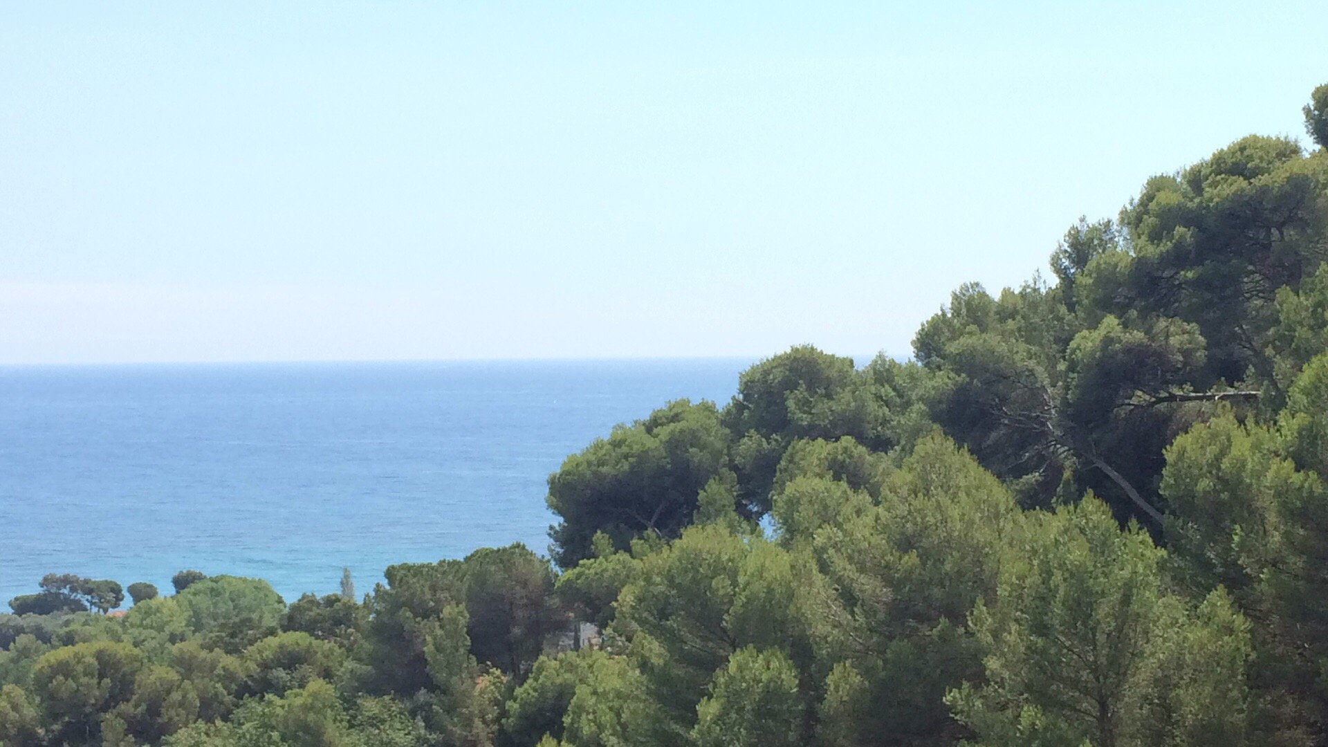 Latte Bellavista-官方