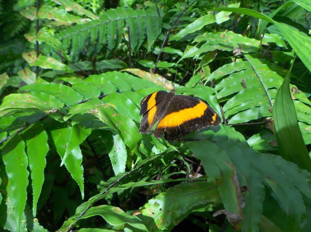Butterfly Shop Kuranda景点图片